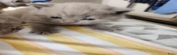 British Shorthair cats for sale: Hurry only  girl left Brithish shorthair kittens  - Advert 30