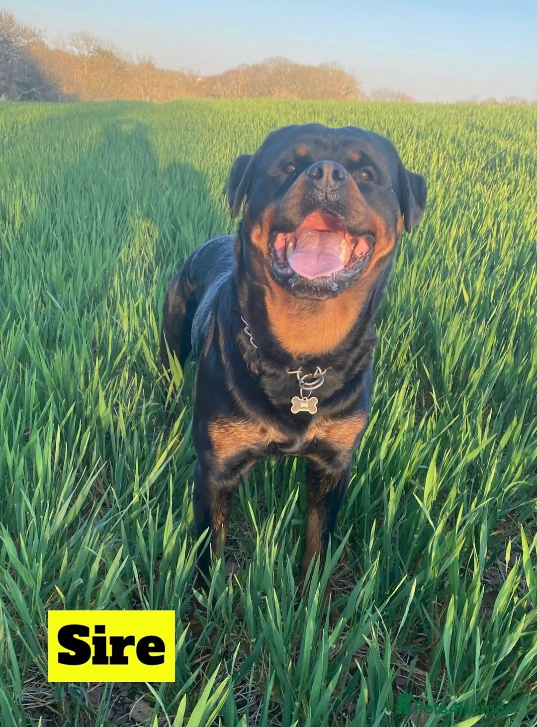 Rottweiler dogs for sale: KC Rottweiler puppies ready 16/11/25 - Image 6