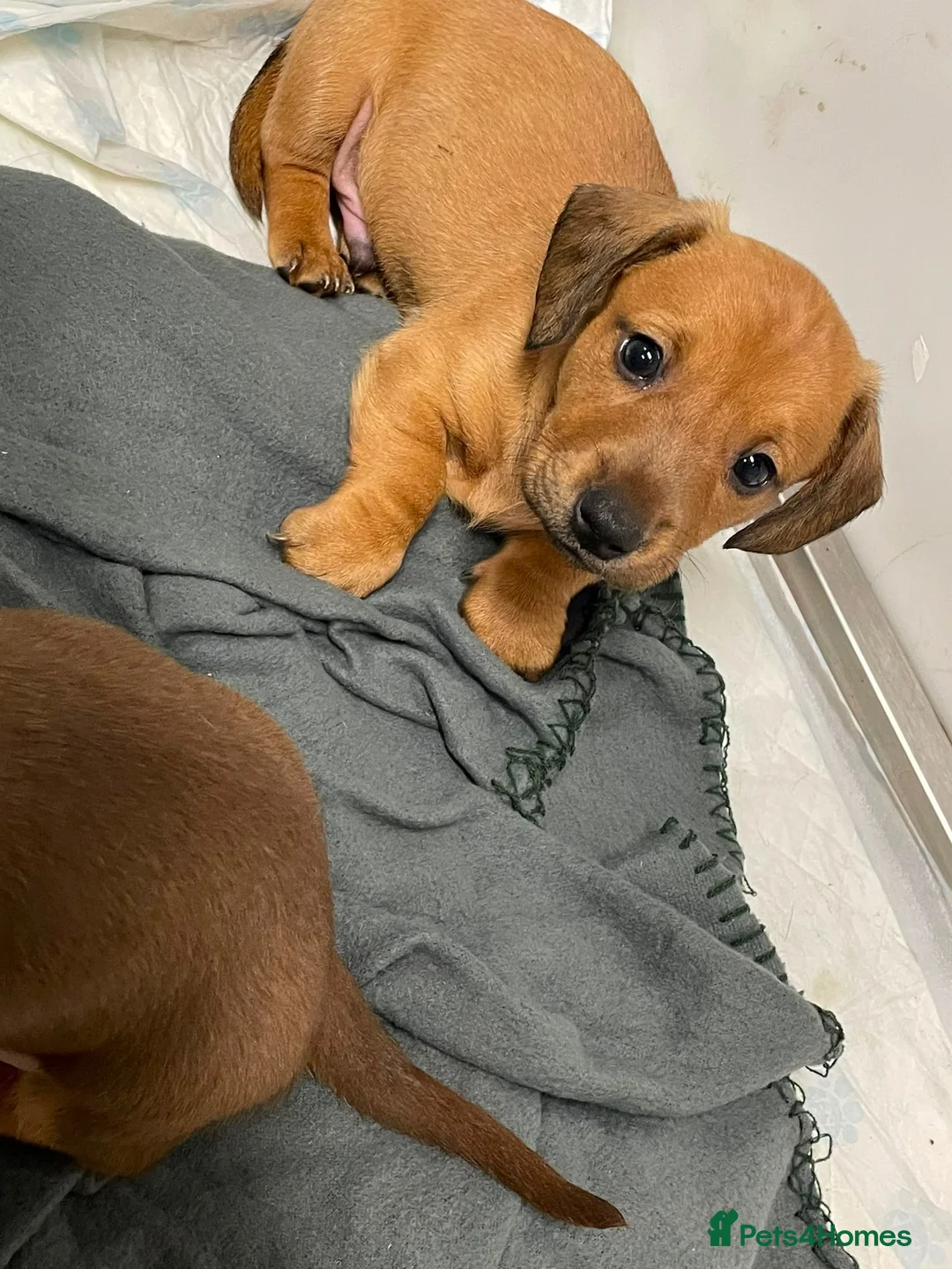 Miniature Dachshund dogs for sale: Miniature dachshund puppies - Advert 7