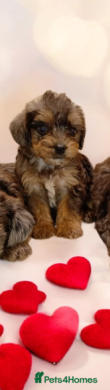 Shihpoo dogs Unusual Shihpoo puppies ready to leave  - Advert 5