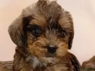 Shihpoo dogs Unusual Shihpoo puppies ready to leave - Advert 8