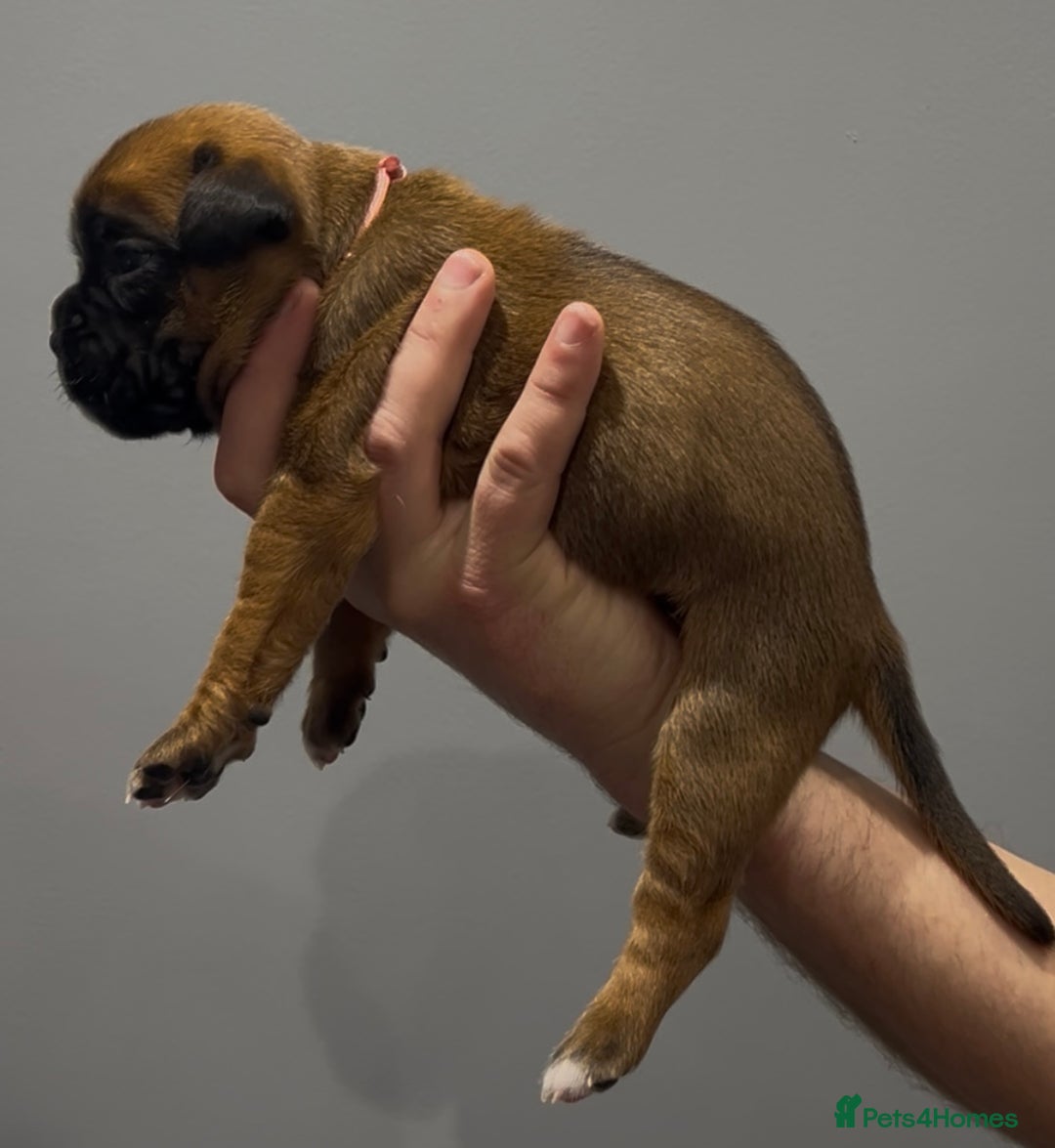 Boxer dogs for sale: 9 Beautiful Boxer Puppies - Pet Only  - Advert 32