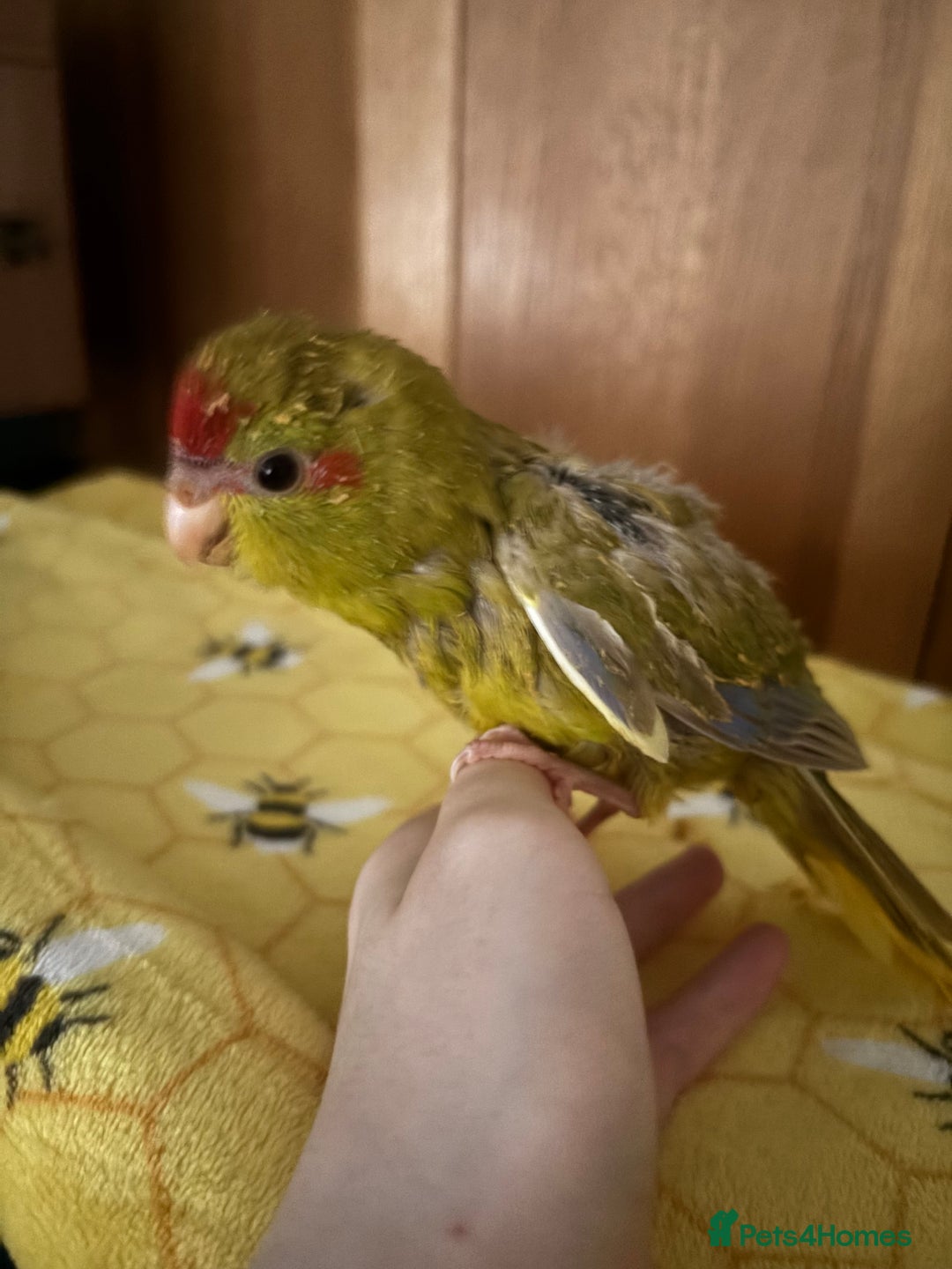 Parakeets birds for sale: Kakarikis - Advert 9