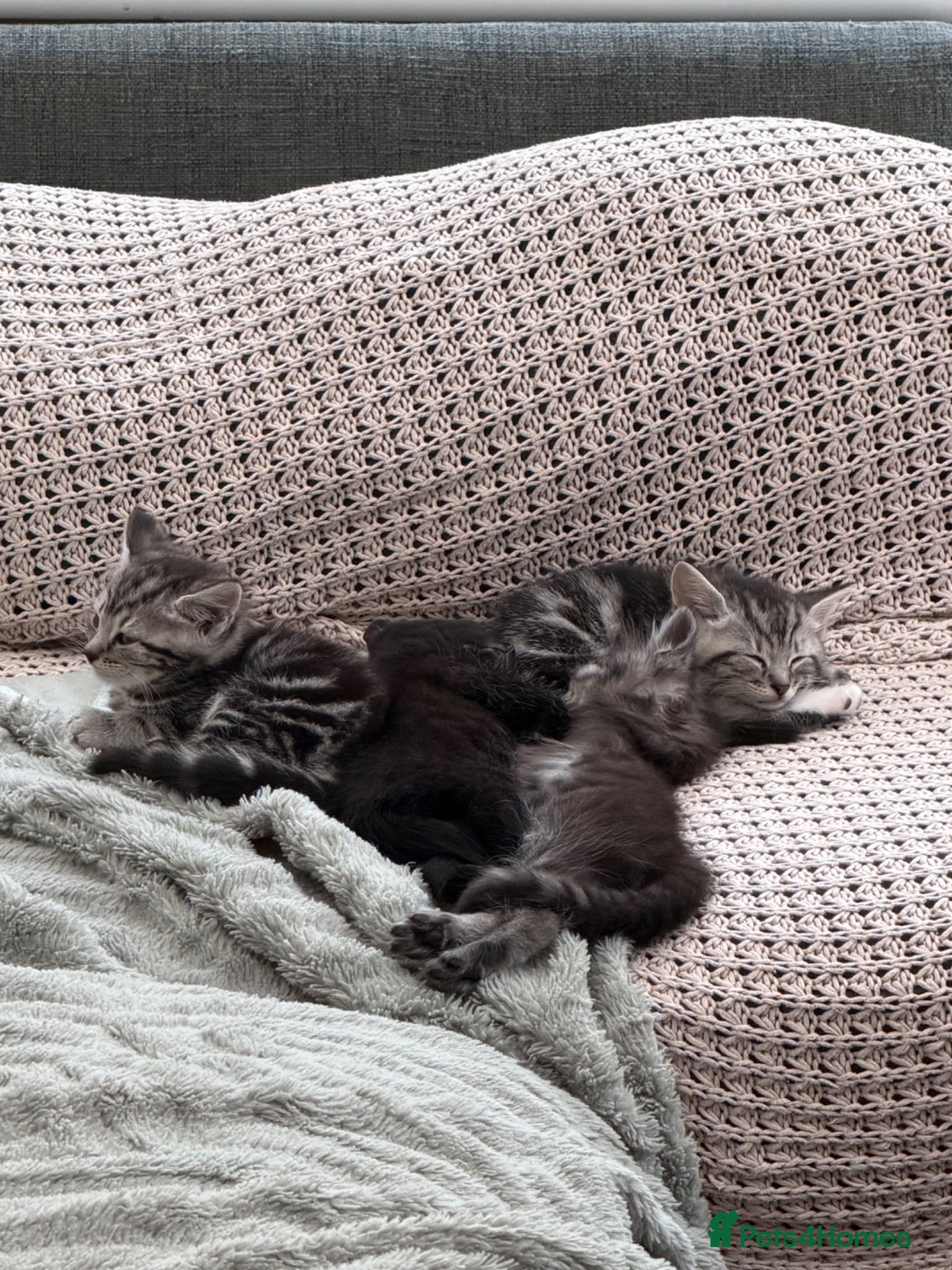 Mixed Breed cats Gorgeous Silver Tabby & Smokey Grey Kittens - Advert 5