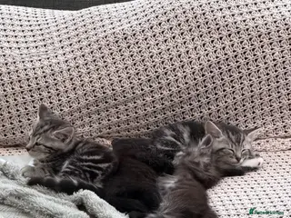 Mixed Breed cats Gorgeous Silver Tabby & Smokey Grey Kittens - Advert 5