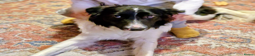 Border Collie Puppy 1