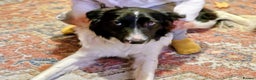 Border Collie dogs for sale: My name is Bruce  - Advert 2