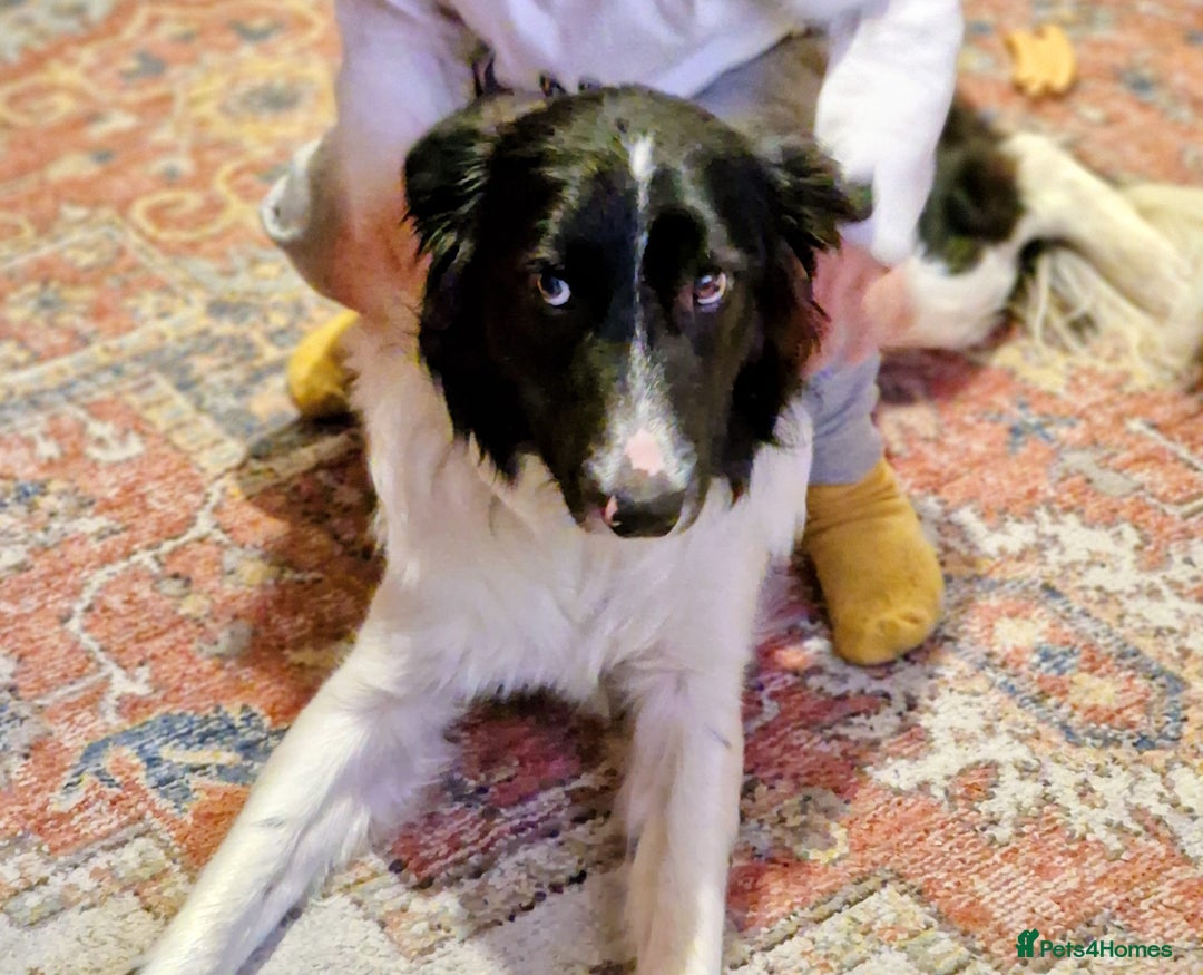 Border Collie dogs for sale: My name is Bruce  - Advert 2