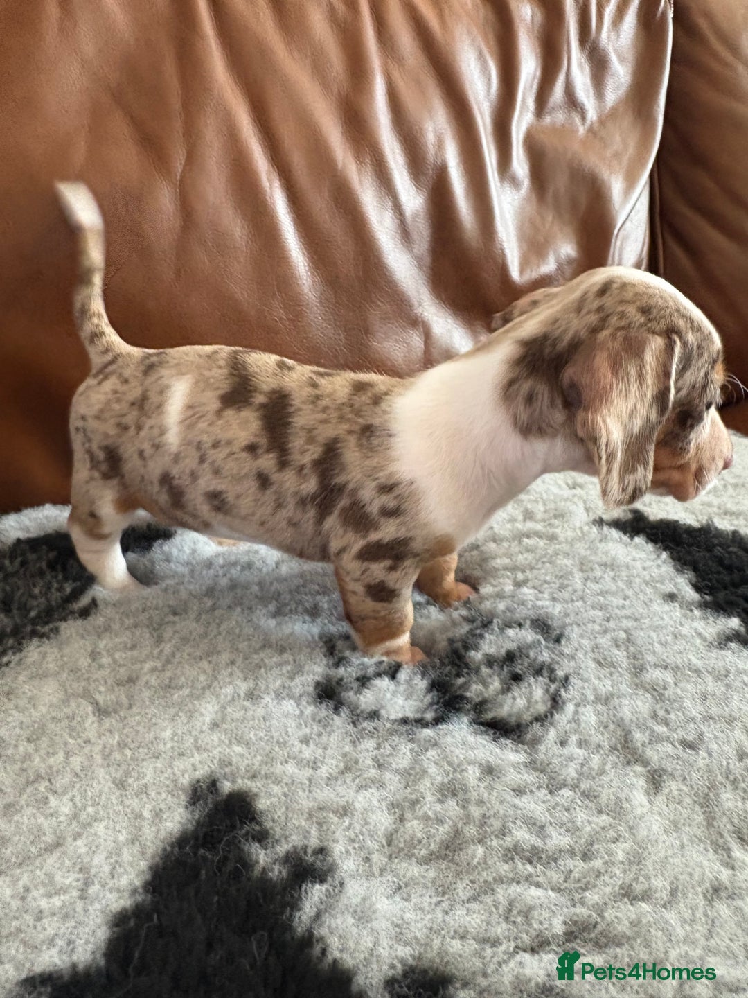 Dachshund dogs for sale: READY NOW KC Mini Dachshund - Image 4