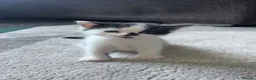 Mixed Breed cats for sale: Beautiful little of black and white fluffy kittens - Advert 13