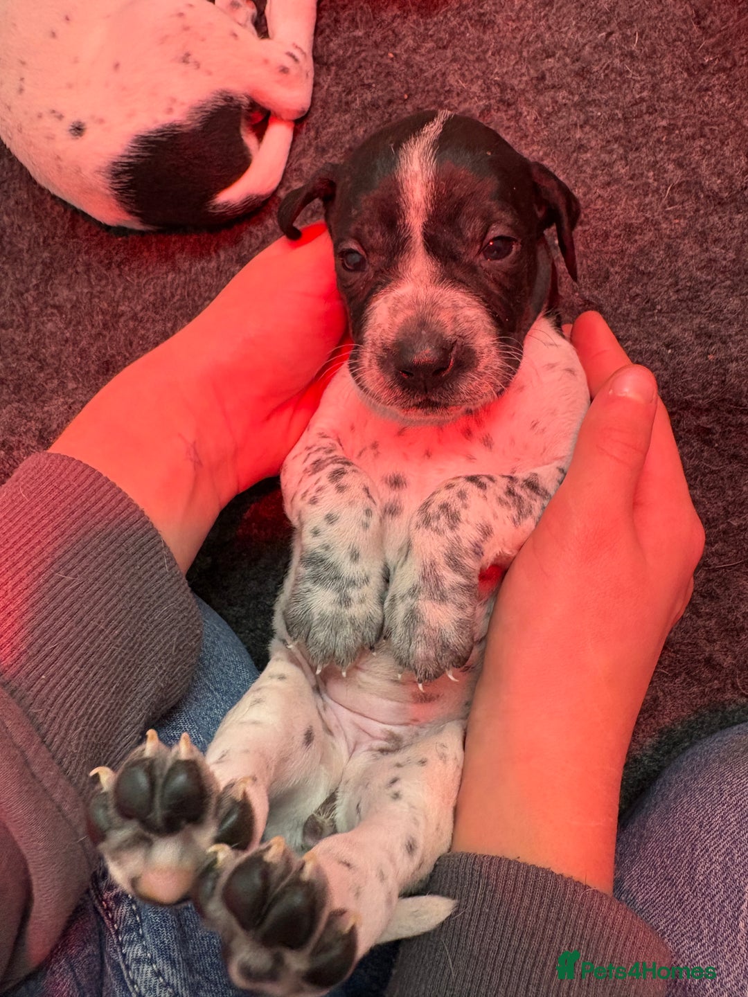 Pointer dogs for sale: English Pointer Puppies available 8th January  - Advert 4