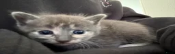 Mixed Breed cats for sale: Five beautiful kittens  - Advert 19