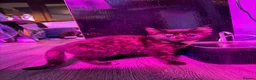 Domestic Shorthair cats for sale: 2 baby tortioushell kittens left - Advert 7