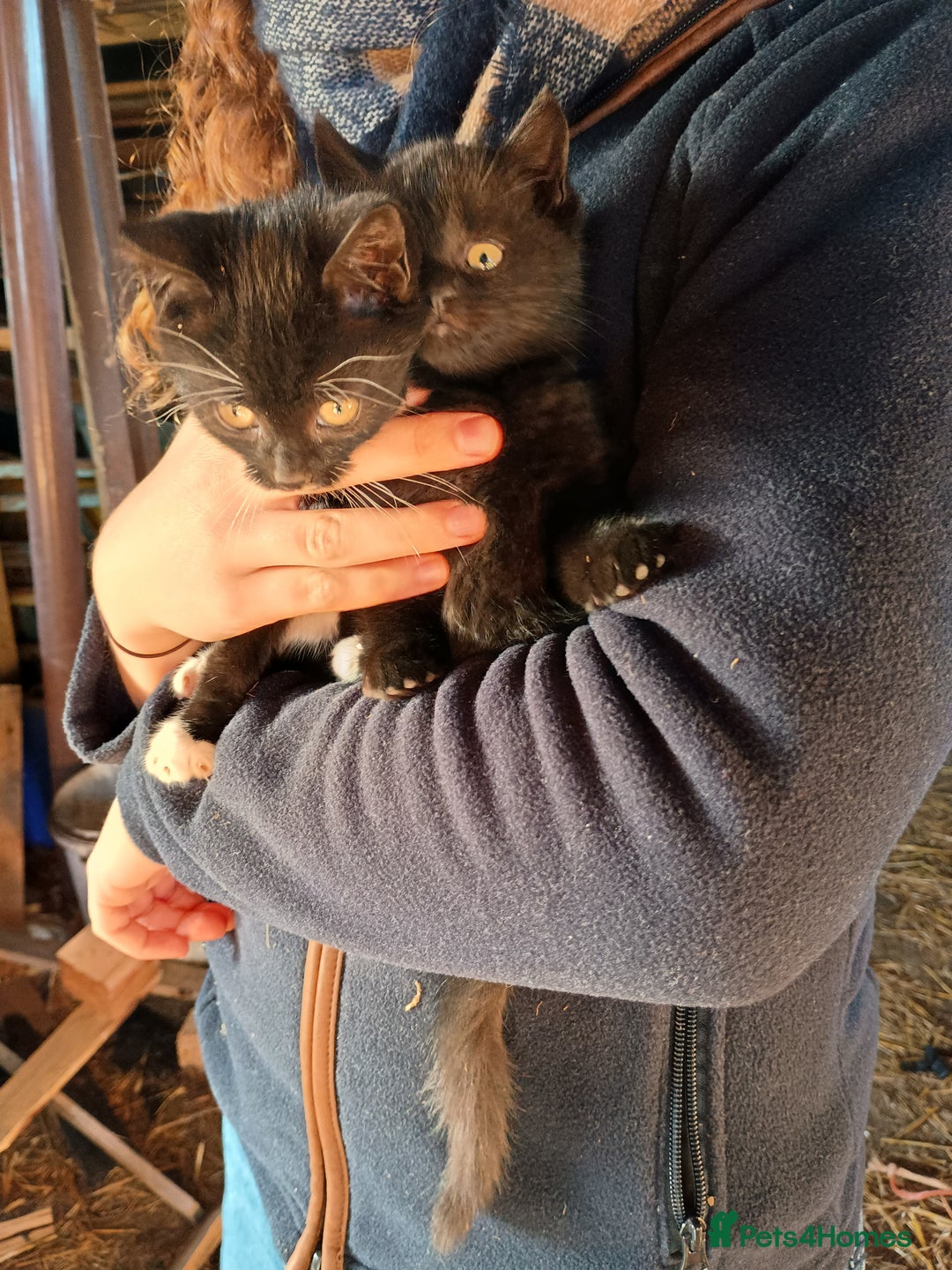 Mixed Breed cats for sale: Kittens for sale - Advert 10