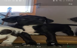 Mixed Breed dogs for sale: Puppies - Image 8