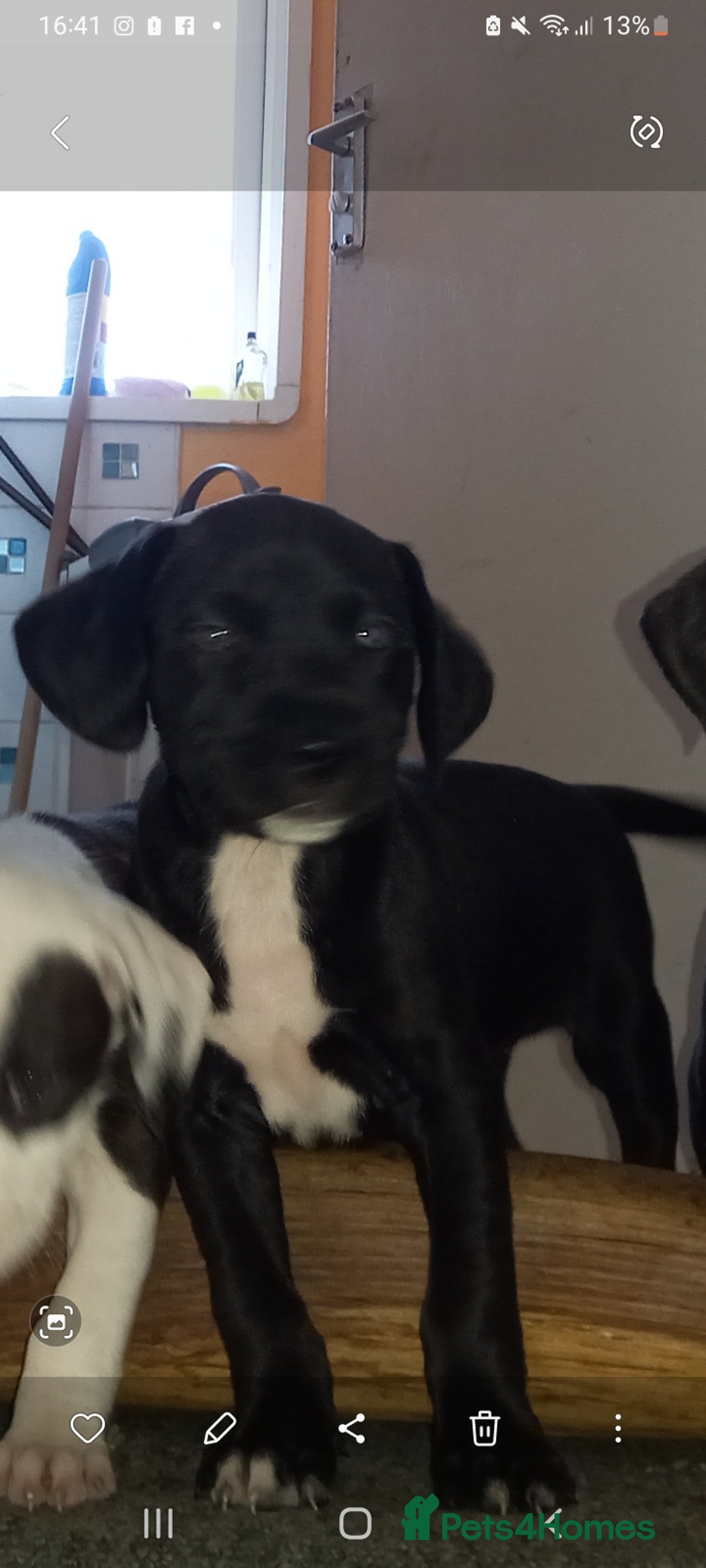 Mixed Breed dogs for sale: Puppies - Image 8