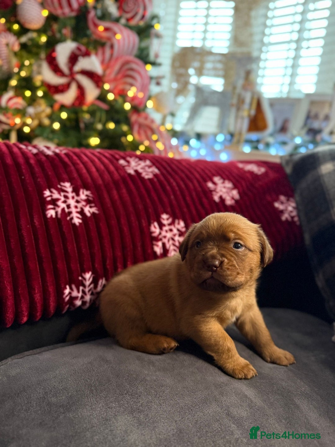 Dogue De Bordeaux dogs for sale: Stunning little of Dogue De Bordeaux puppies  - Advert 3