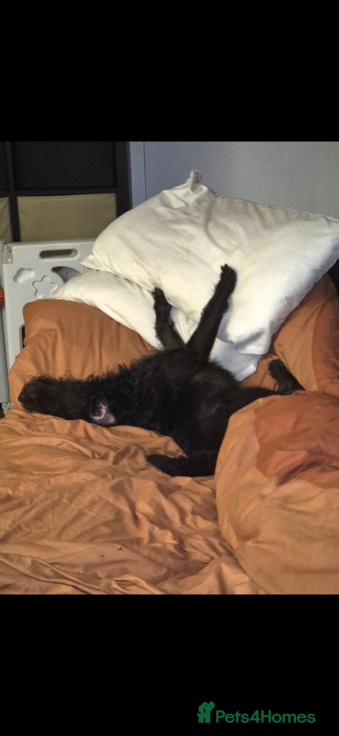 Mixed Breed dogs for sale: Dougal/patterdale terrier  - Advert 2