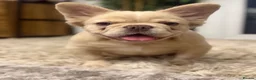 French Bulldog dogs for sale: VISUAL FLUFFY FRENCHIE CREAM HIGH DNA HEALTH TESTD - Advert 2