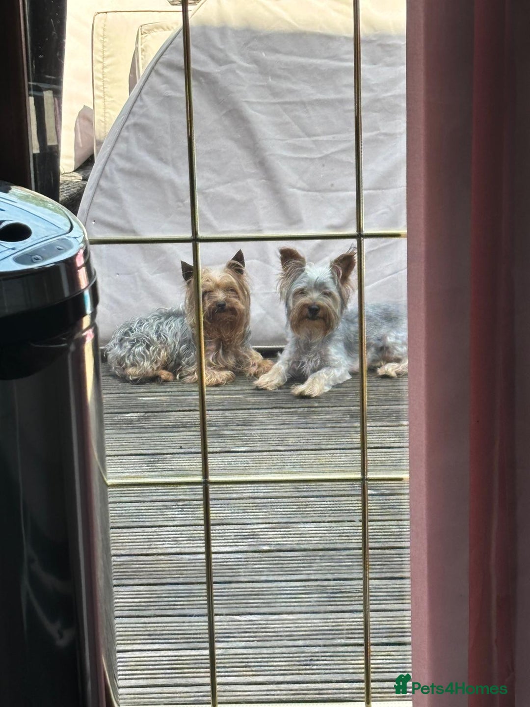 Yorkshire Terrier dogs for sale:  Yorkshire Terrier Puppies 😍🥰 2 available  - Image 5