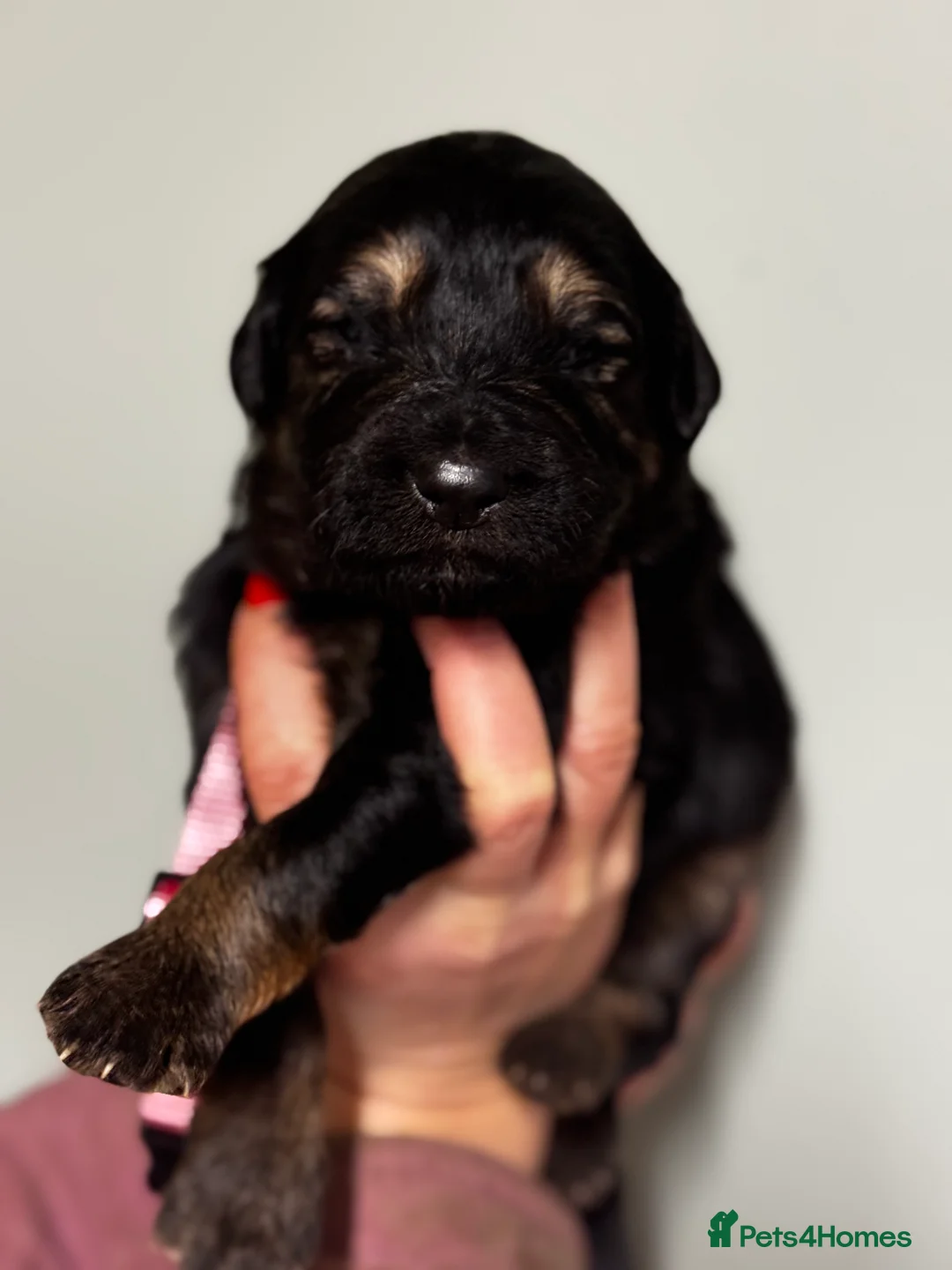 Mixed Breed dogs for sale: ⭐️ golden shepherd ⭐️ - Advert 3