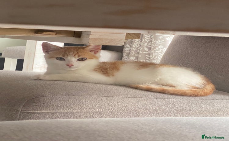 Mixed Breed cats - Advert 3