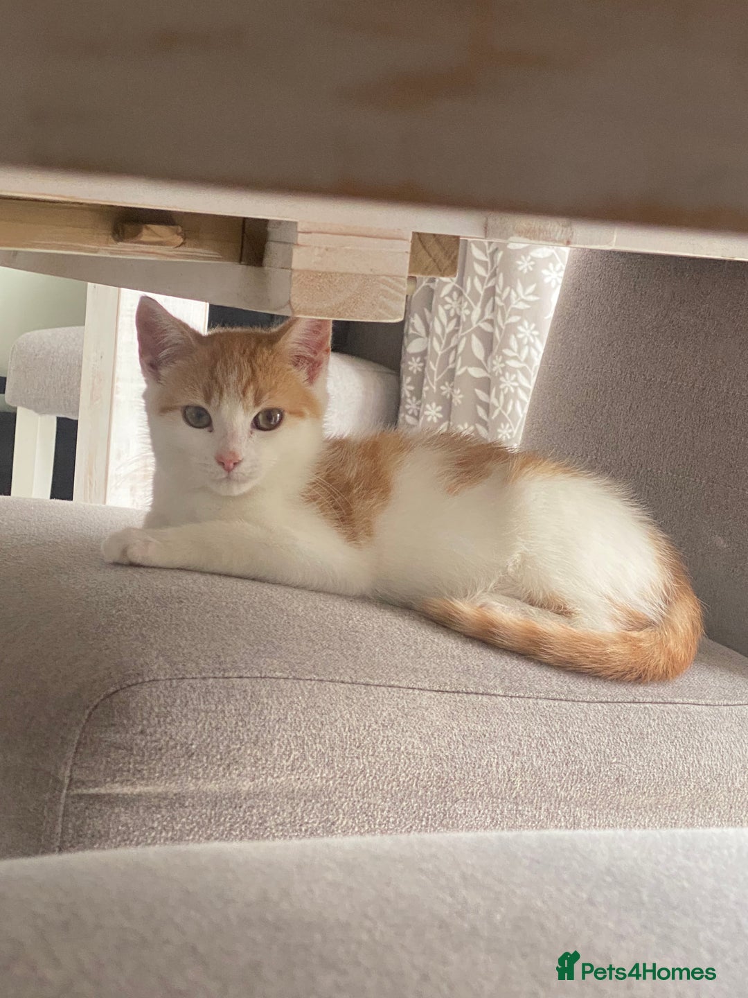 Mixed Breed cats for adoption: Ozzy needs a new home - Image 1