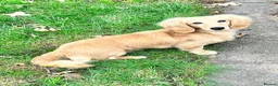 Miniature Dachshund dogs for sale: KC Miniature Dachshund - Advert 1