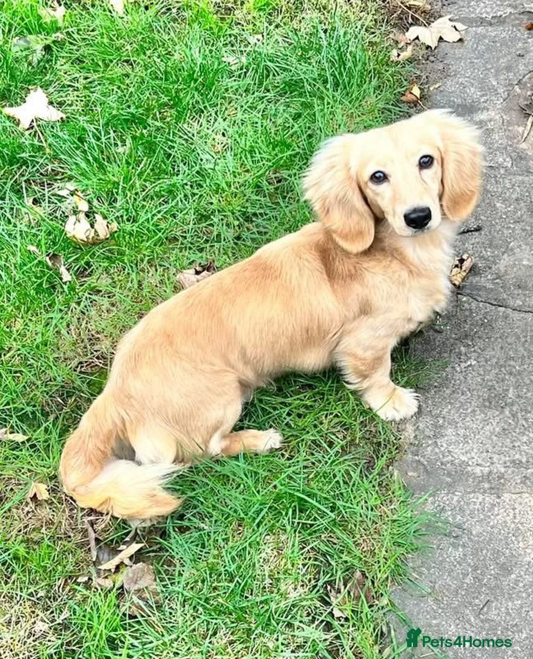 Miniature Dachshund dogs for sale: KC Miniature Dachshund - Advert 1