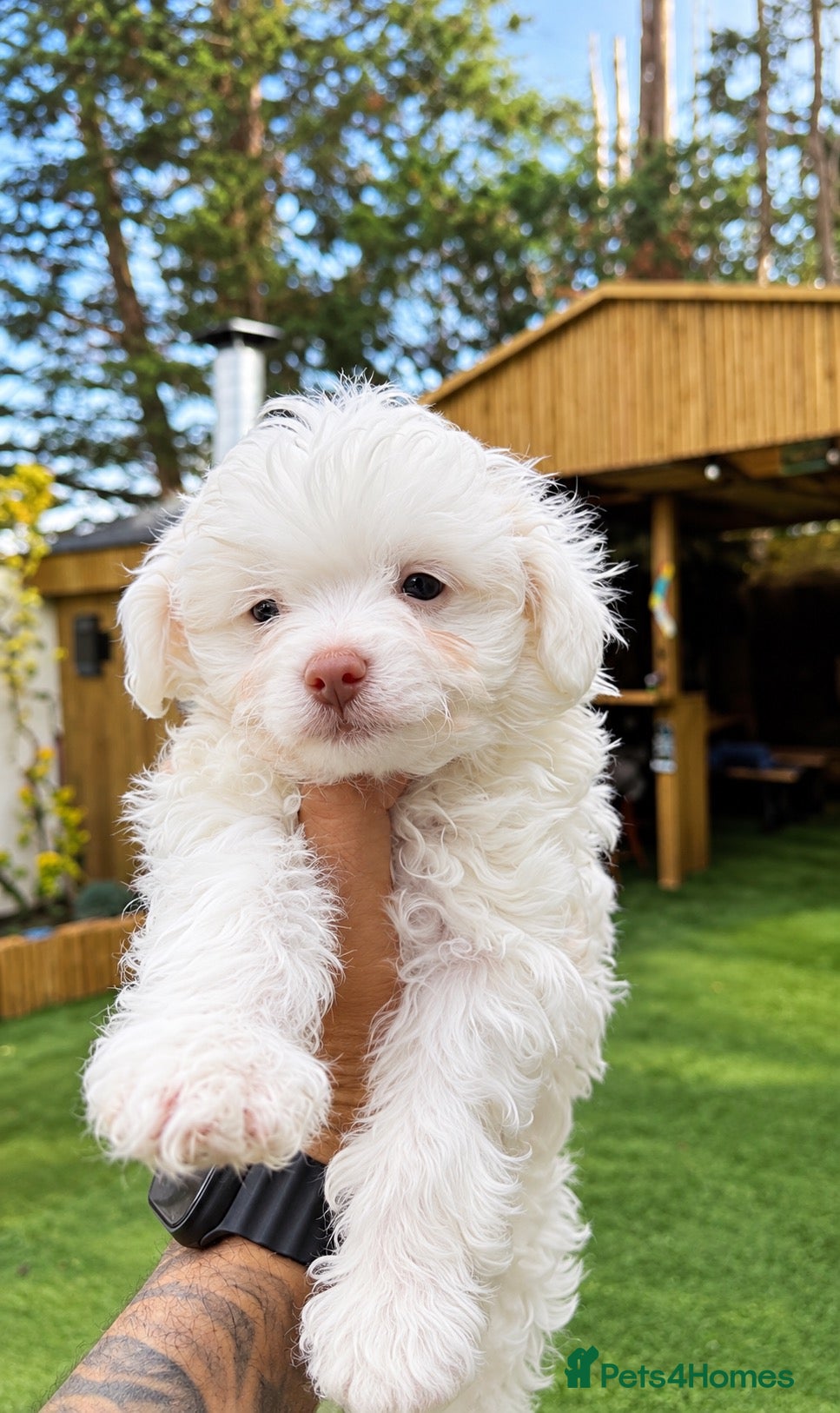 Maltipoo dogs 🐾✨ ADORABLE MALTIPOO PUPPIES 🐾✨ - Advert 1