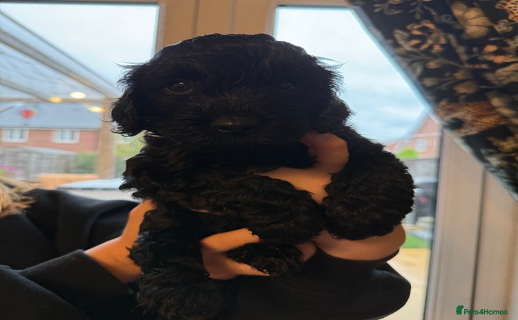 Cockapoo dogs - Advert 3