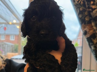 Cockapoo dogs - Advert 32