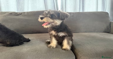 Miniature Schnauzer dogs - Advert 4