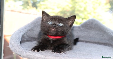 Mixed Breed cats - Advert 11