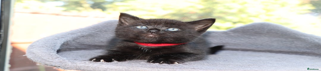 Mixed Breed Kitten 2