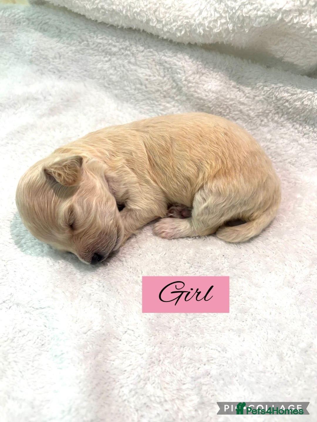 Mixed Breed dogs for sale: Cockapoochi Puppies - Image 8