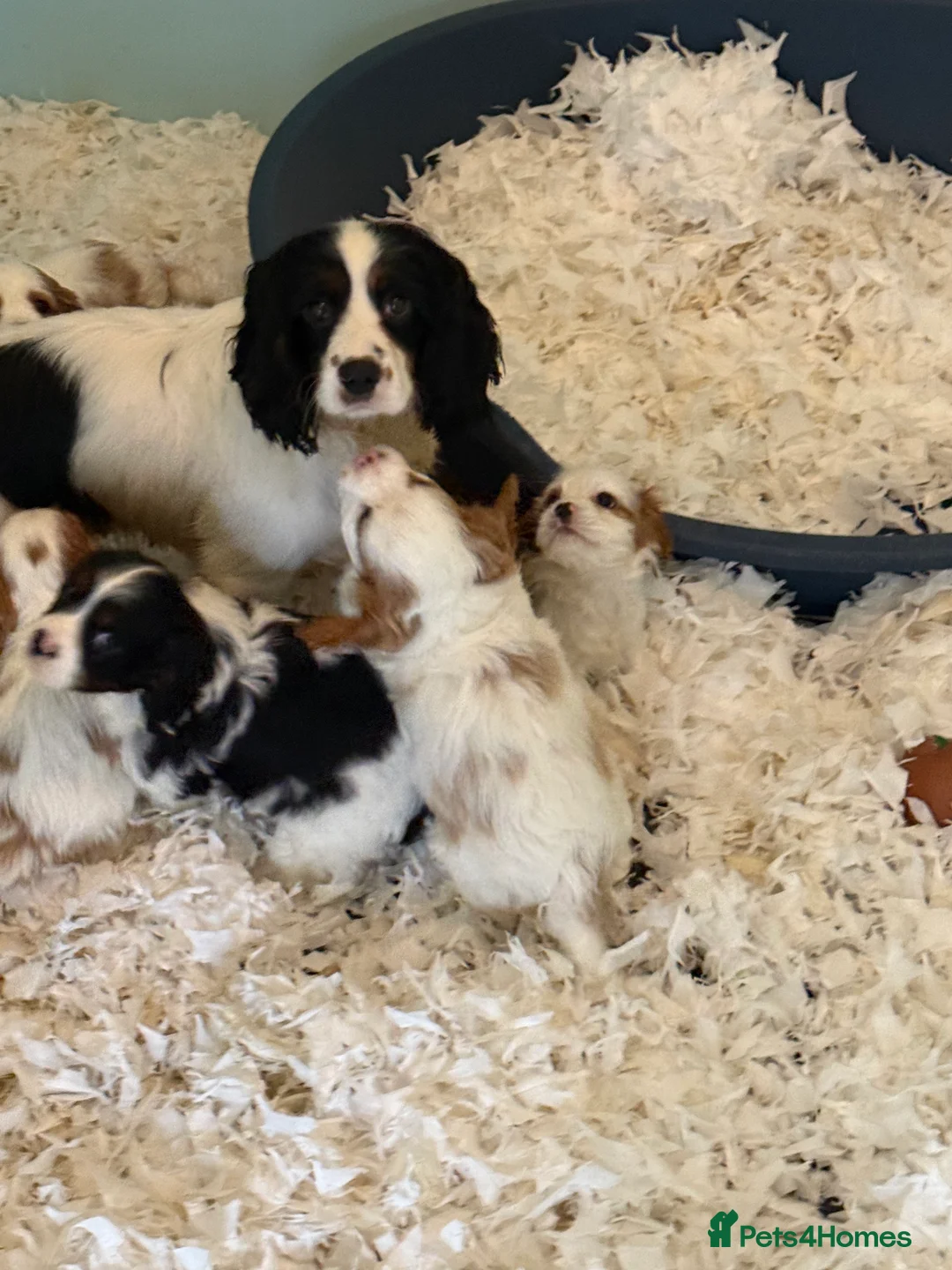 Mixed Breed dogs for sale: Ready Now Cracking Cockalier Boys  - Advert 2
