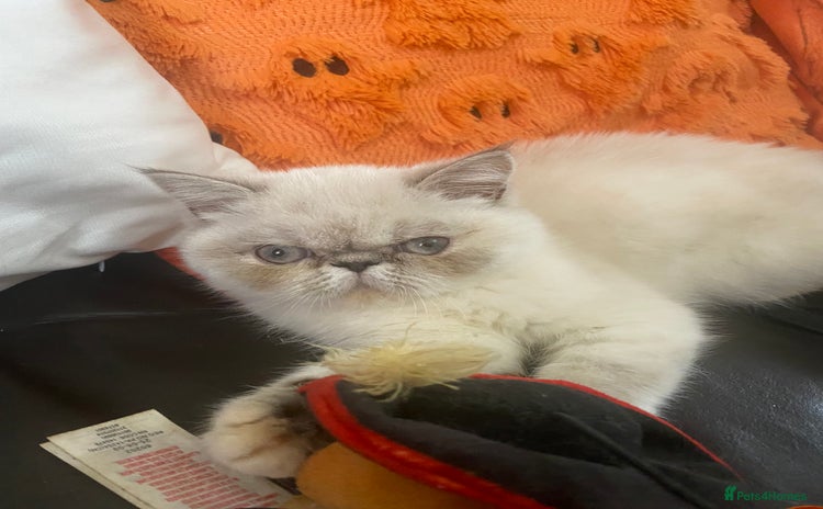 Persian cats - Advert 5