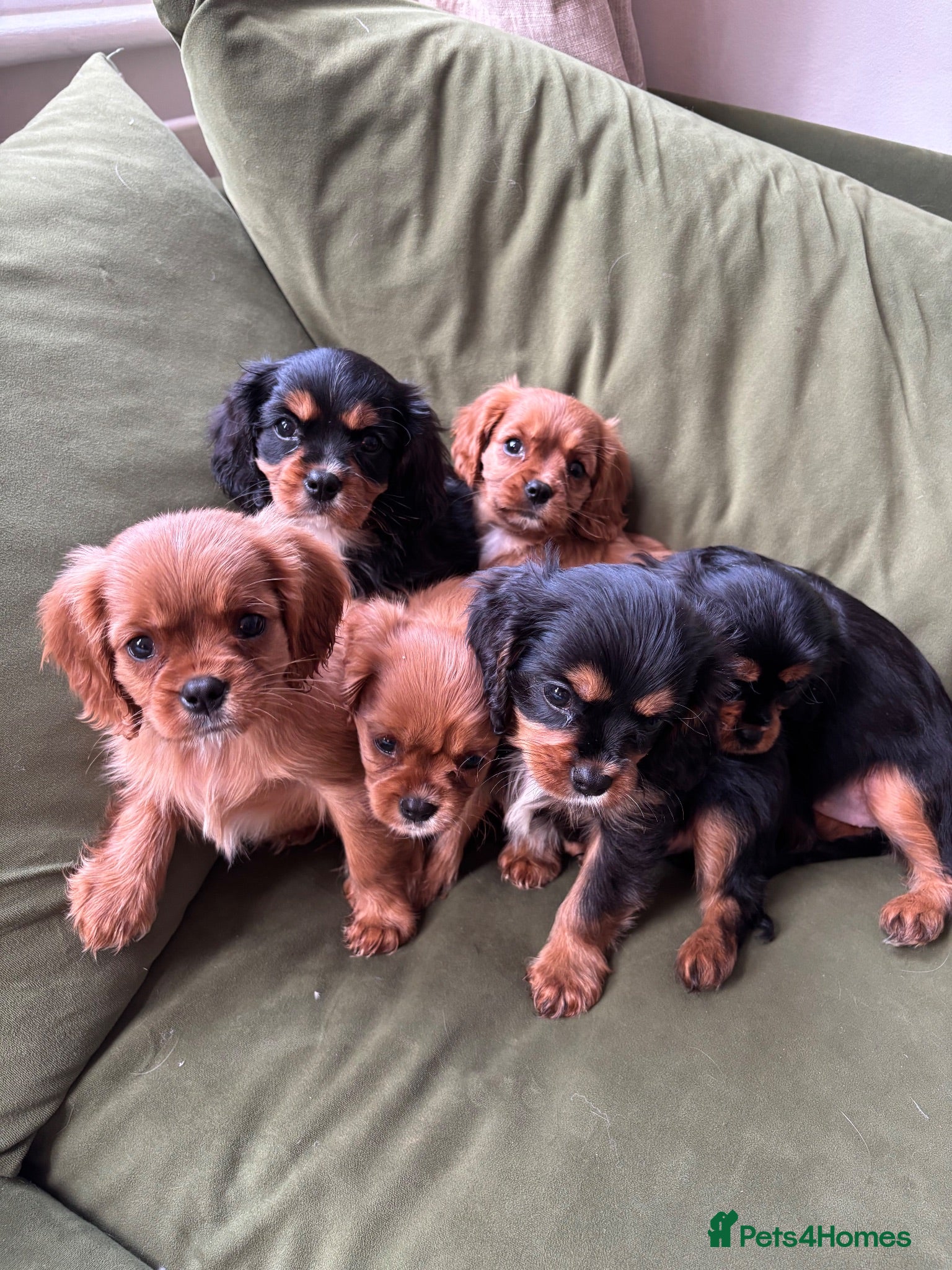 Cavalier King Charles Spaniel dogs Beautiful Cavalier King Charles Spaniel Puppies ❤️ - Advert 4