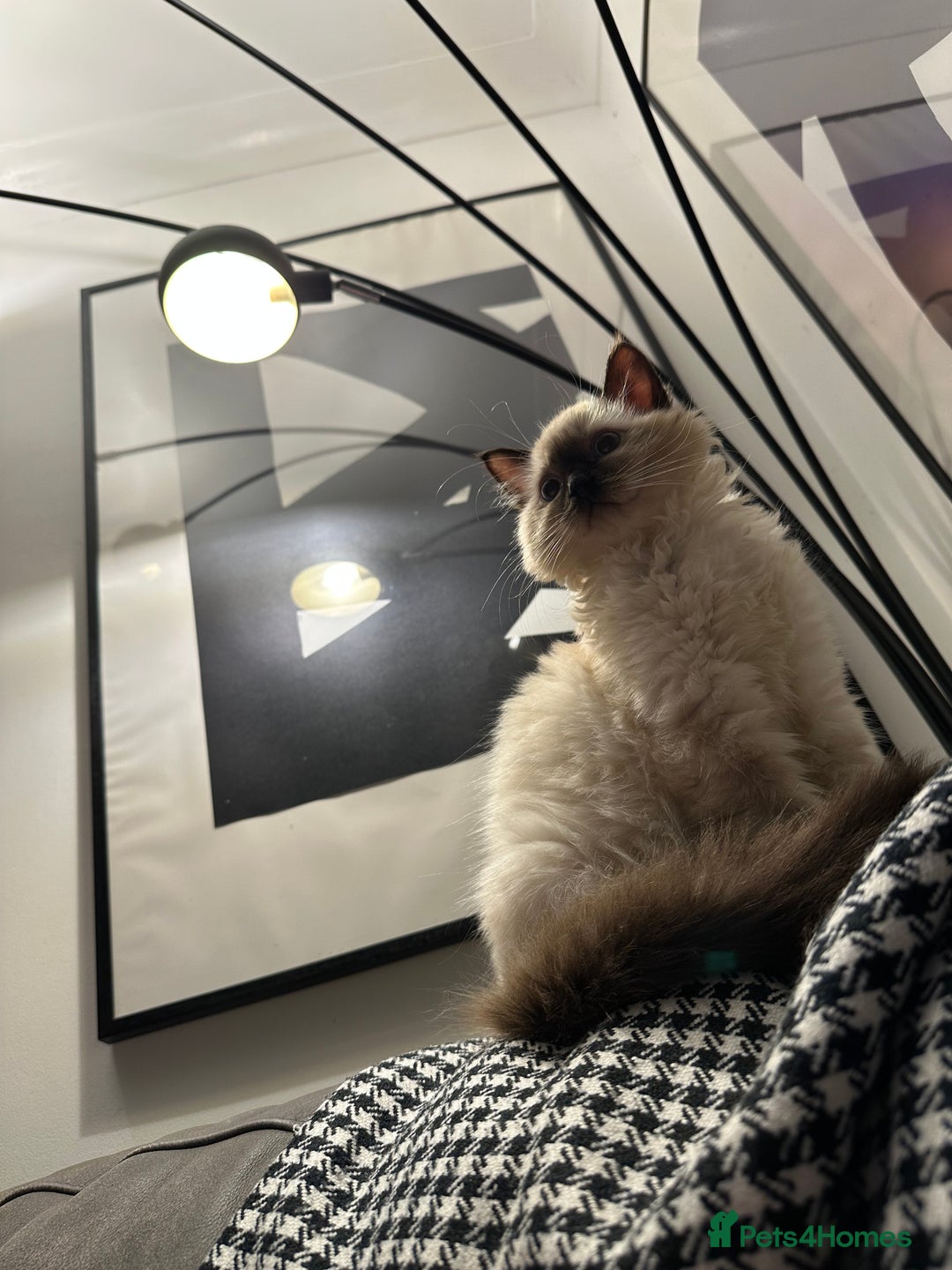 Ragdoll cats for sale: Very Fluffy Female Ragdoll Kitten - Advert 7