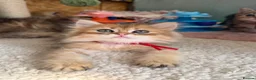 British Longhair cats for sale: British short/longhair odd/blue eyed kittens  - Advert 27