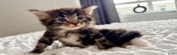 Turkish Angora cats for sale: 1 REMAINING Beautiful TurkishAngora Cross Kittens  - Advert 26