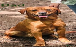 Labrador Retriever dogs for sale: Stunning Labrador Puppy's ( 4 girls, 3 boys ) - Image 14