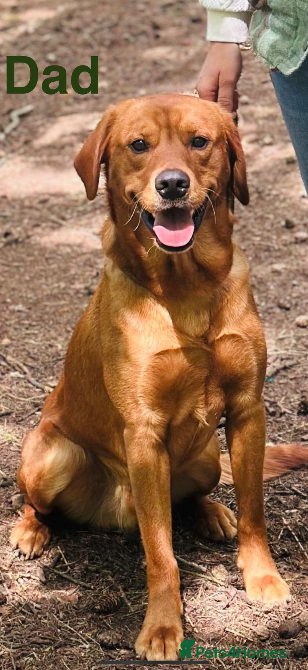 Labrador Retriever dogs for sale: Stunning Labrador Puppy's ( 4 girls, 3 boys ) - Image 14