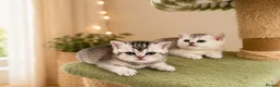 British Shorthair cats for sale: READY NOW! GCCF Register, Silver chinchilla Girls - Advert 12