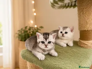 British Shorthair cats 🌟GCCF British short hair Silver chinchilla boys - Advert 2