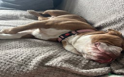 English Bulldog dogs for sale: Bonnie  - Image 2