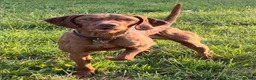 Hungarian Vizsla dogs for sale: Wirehaired Vizsla Pups (available from 3rd May) - Advert 9