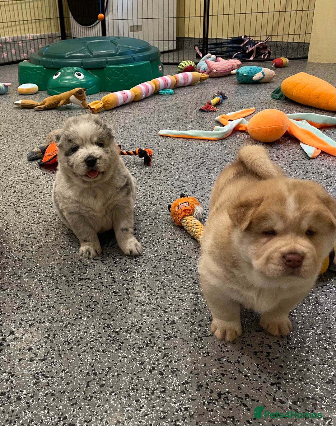 Mixed Breed dogs for sale: Genuine Chowski puppies  - Image 6