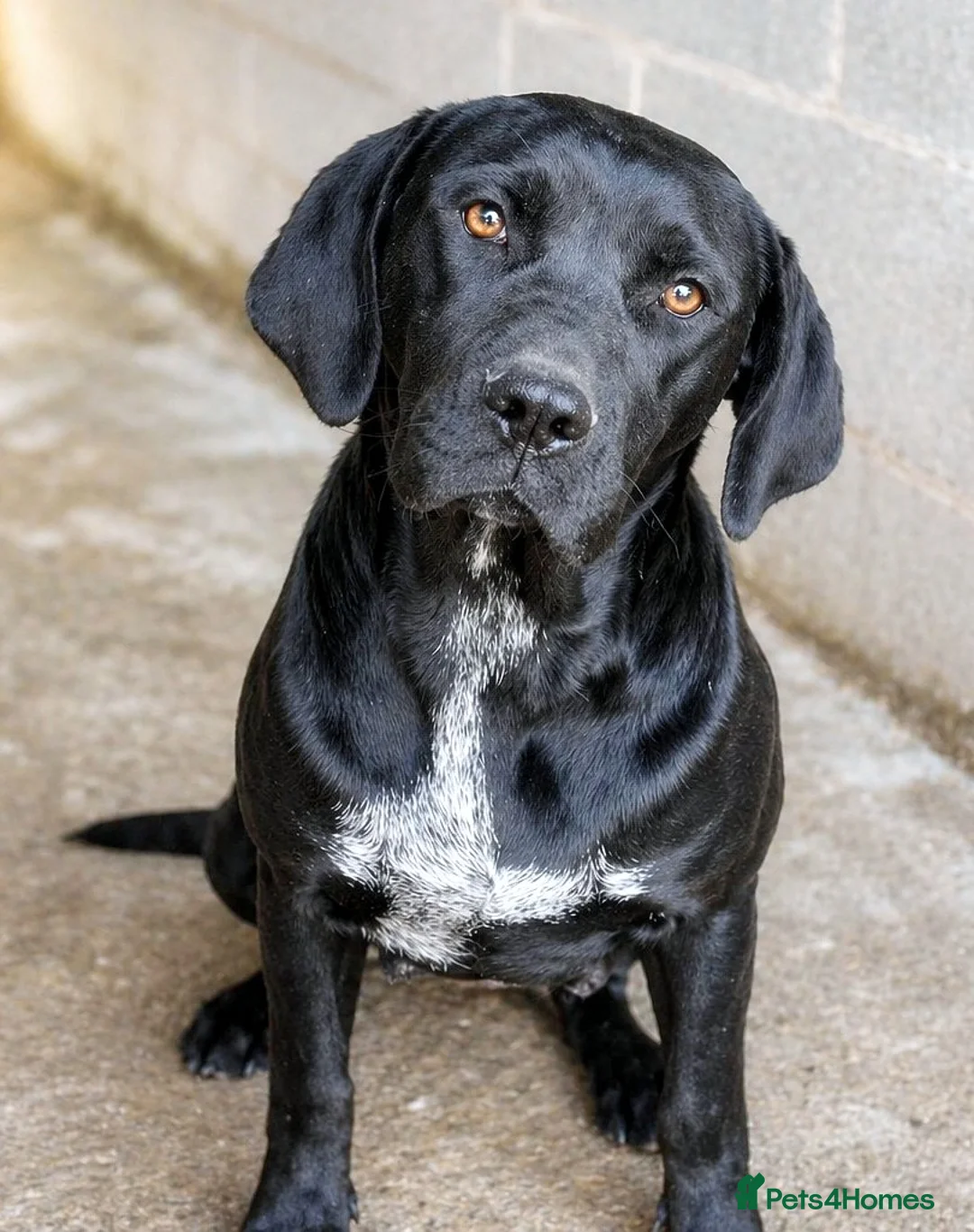 Mixed Breed dogs for adoption: 🐾 Ebony – Lovely compact Labrador Girl ❤️ - Advert 1